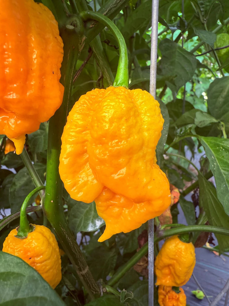 6 Yellow 7 Pot Maruga Scorpion