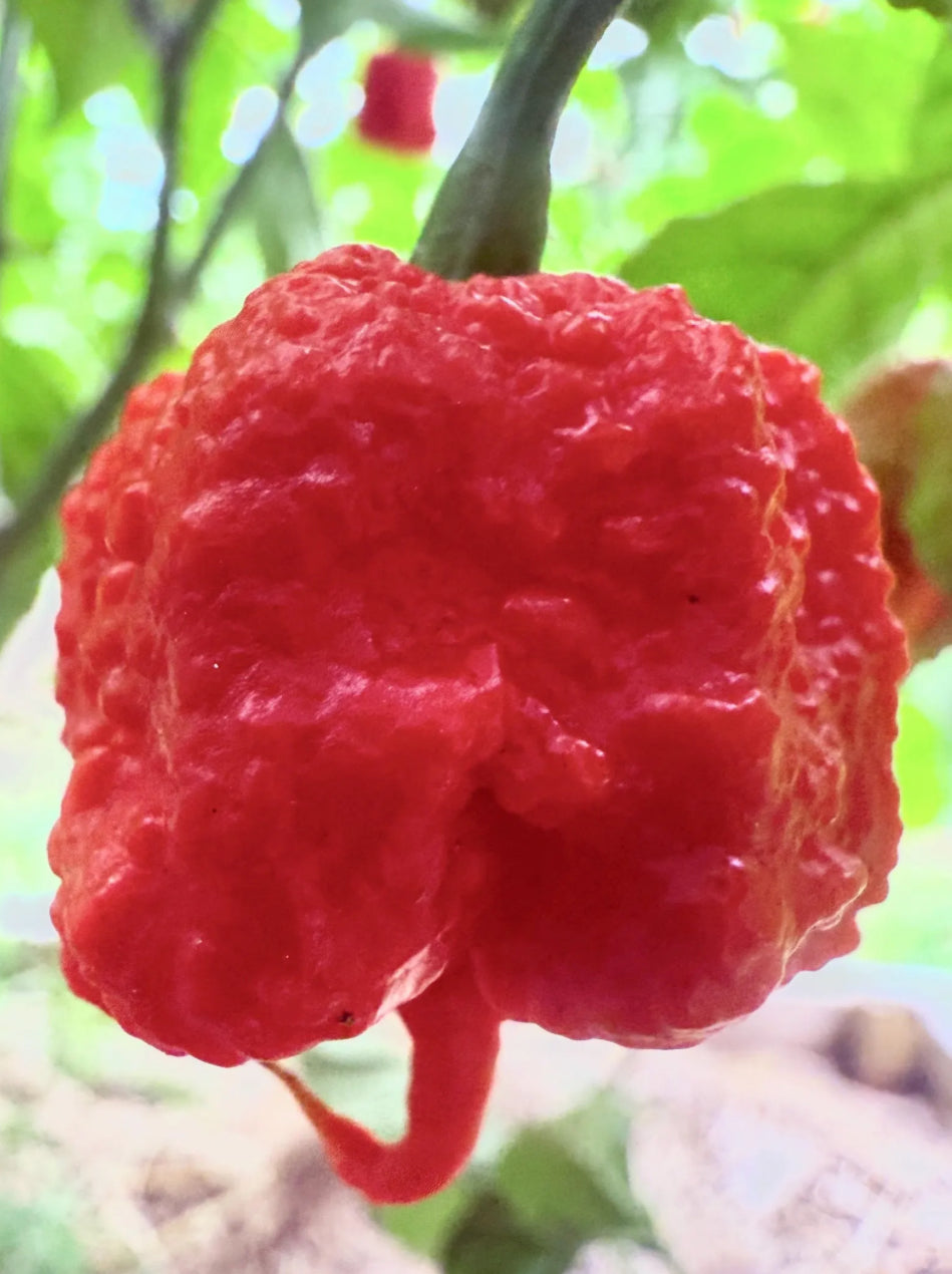 6 Original 7 Pot Primo