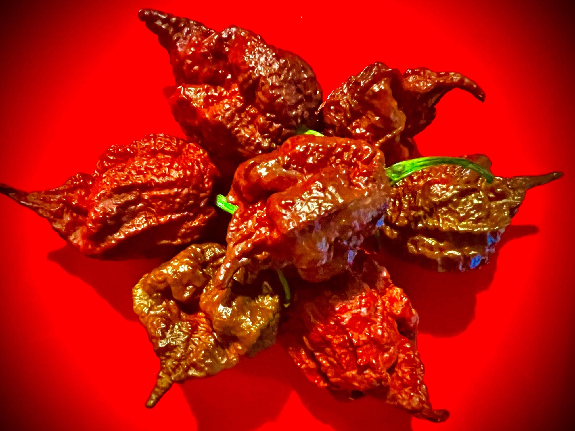 6 Chocolate Reapers