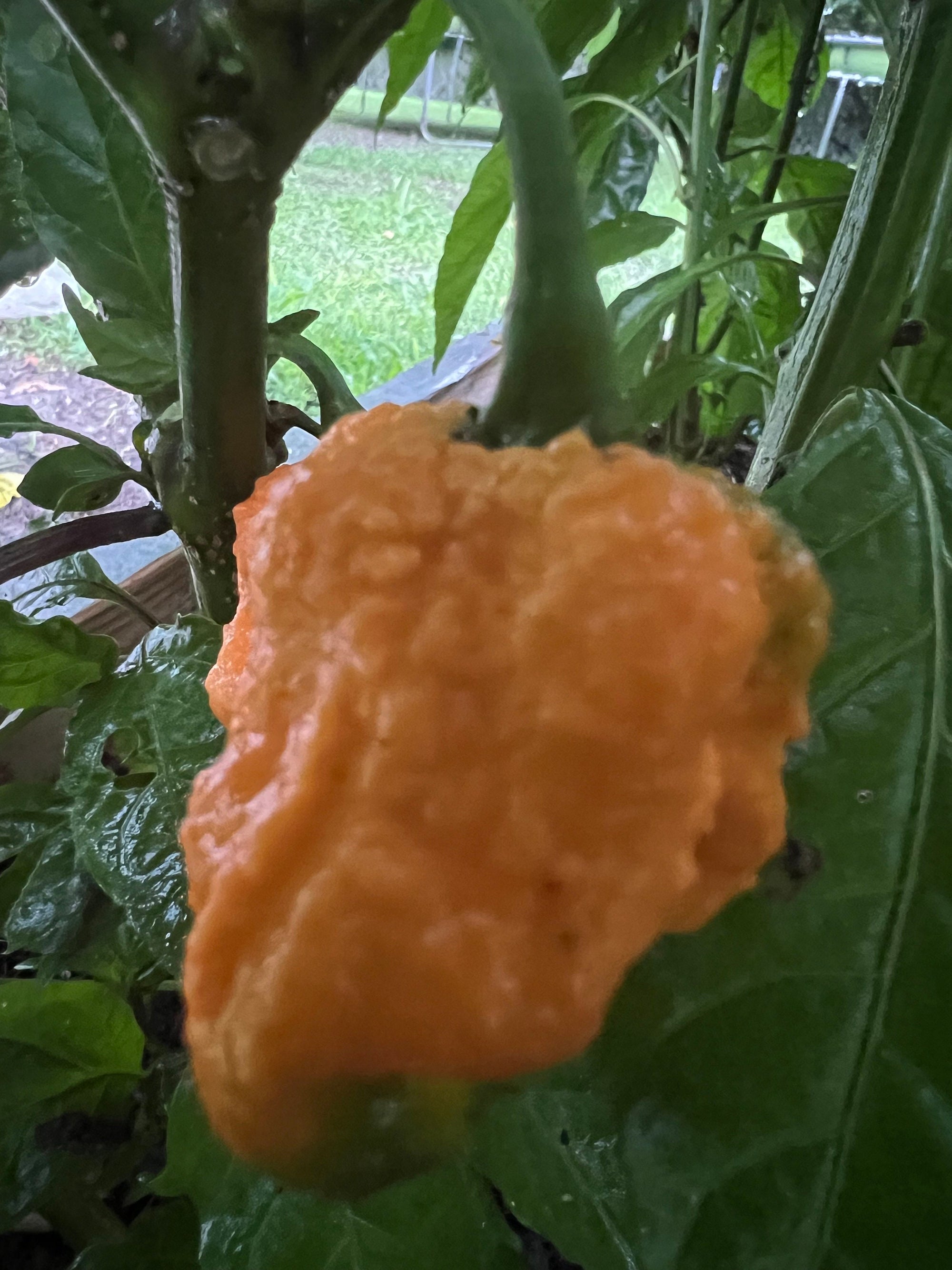 6 Peach Reapers