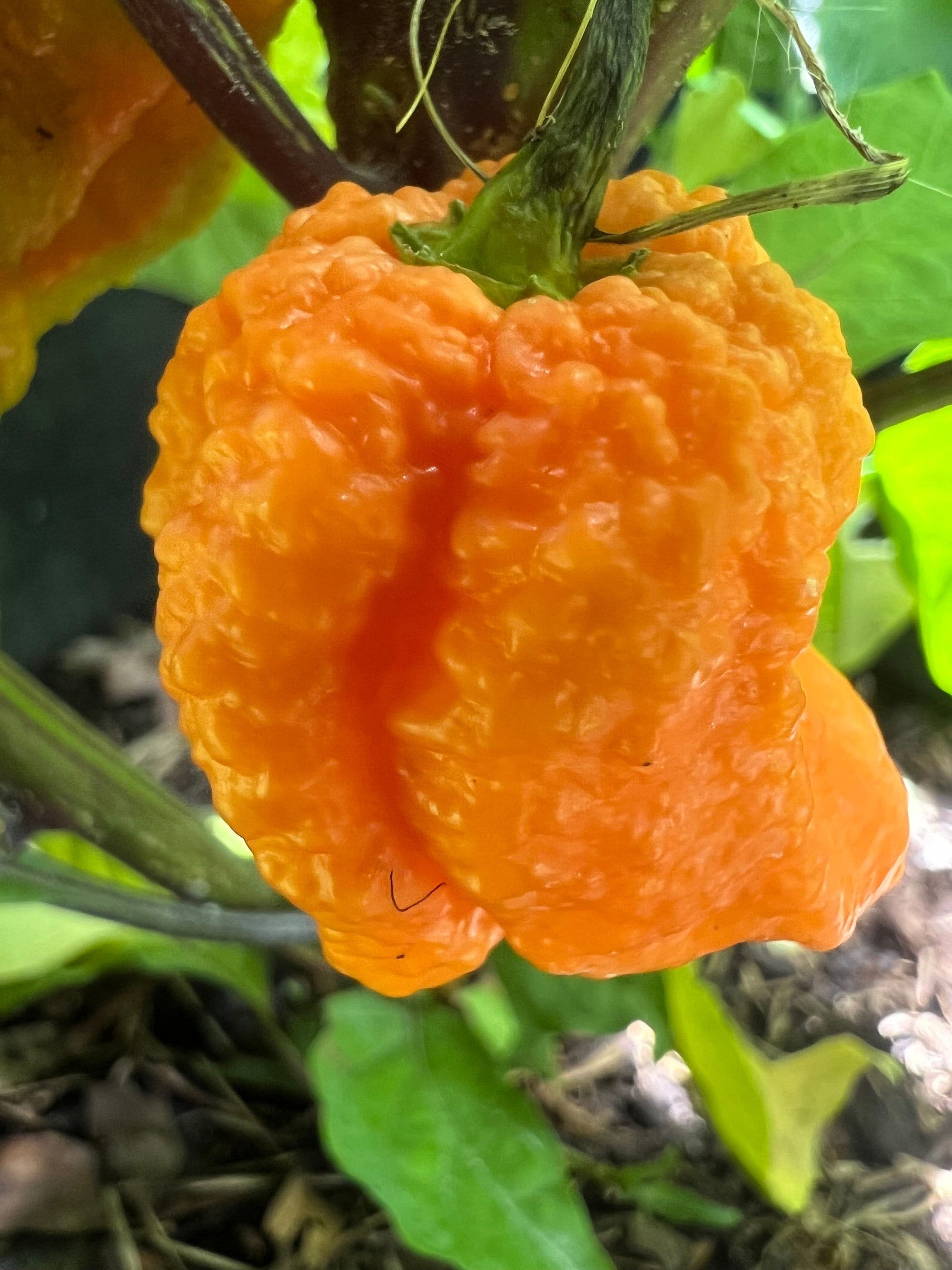 6 Peach Reapers